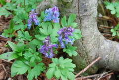Corydalis ambigua