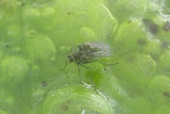 Hydrophorus praecox