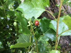 Chrysomela populi