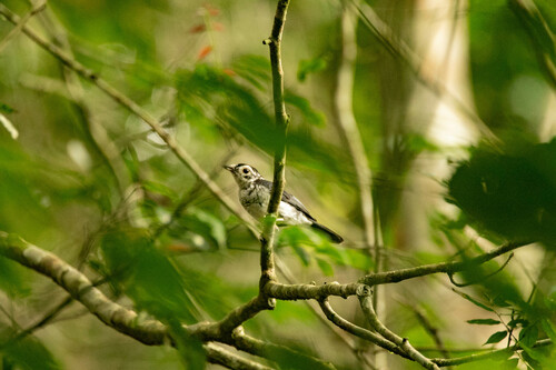 iNaturalist image