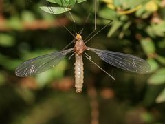 Leptotarsus igniceps