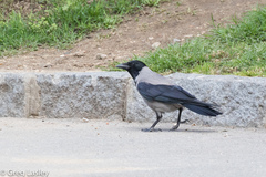 Corvus cornix