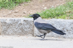 Corvus cornix