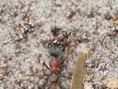 Myrmecia pulchra