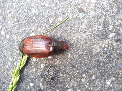 Melolontha melolontha