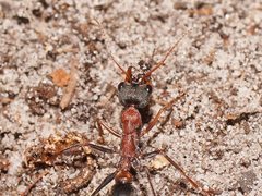Myrmecia pulchra