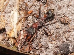 Myrmecia pulchra