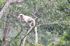 Trachypithecus geei