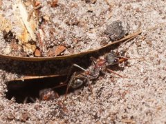 Myrmecia pulchra