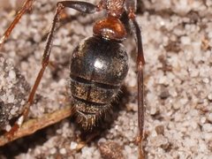 Myrmecia pulchra
