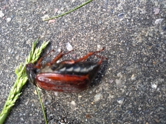 Melolontha melolontha