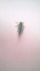 Cicadella