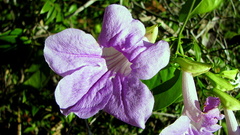 Bignonia corymbosa