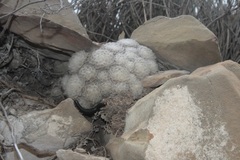 Mammillaria plumosa