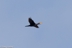Phalacrocorax carbo