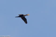 Phalacrocorax carbo
