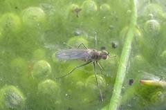 Hydrophorus praecox