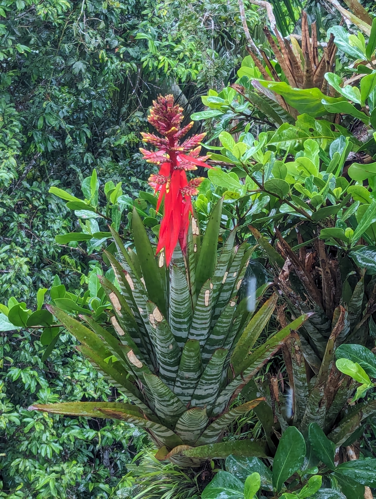 Imagem de Gravatá-tigre