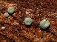 Hypocreaceae