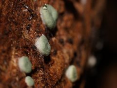 Hypocreaceae