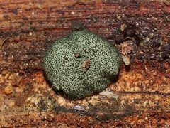 Hypocreaceae