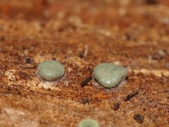 Hypocreaceae