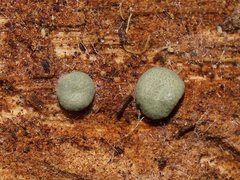 Hypocreaceae