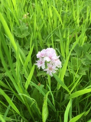Cardamine pratensis