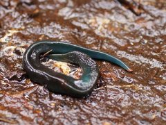 Caenoplana