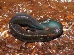 Caenoplana