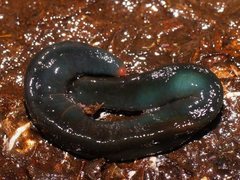 Caenoplana