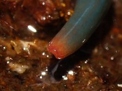Caenoplana
