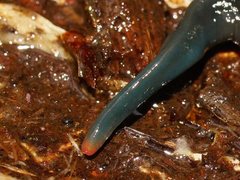 Caenoplana