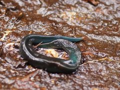 Caenoplana