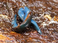 Caenoplana