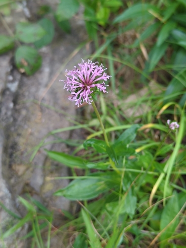 Image of Marshallia pulchra by (c) Tom Field, some rights reserved (CC BY)