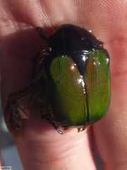 Trichostetha fascicularis