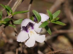 Prostanthera saxicola montana