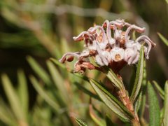 Grevillea phylicoides
