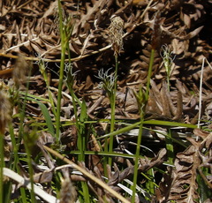 Carex longirostrata