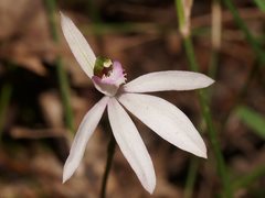 Caladenia picta
