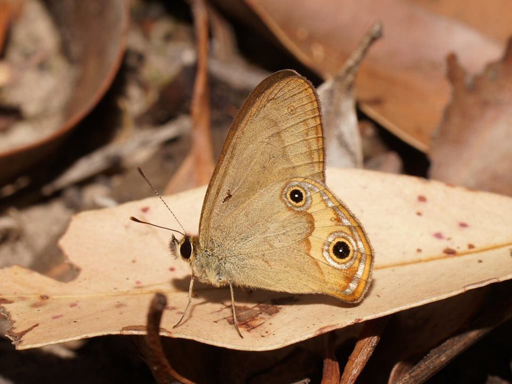 Brown Ringlet