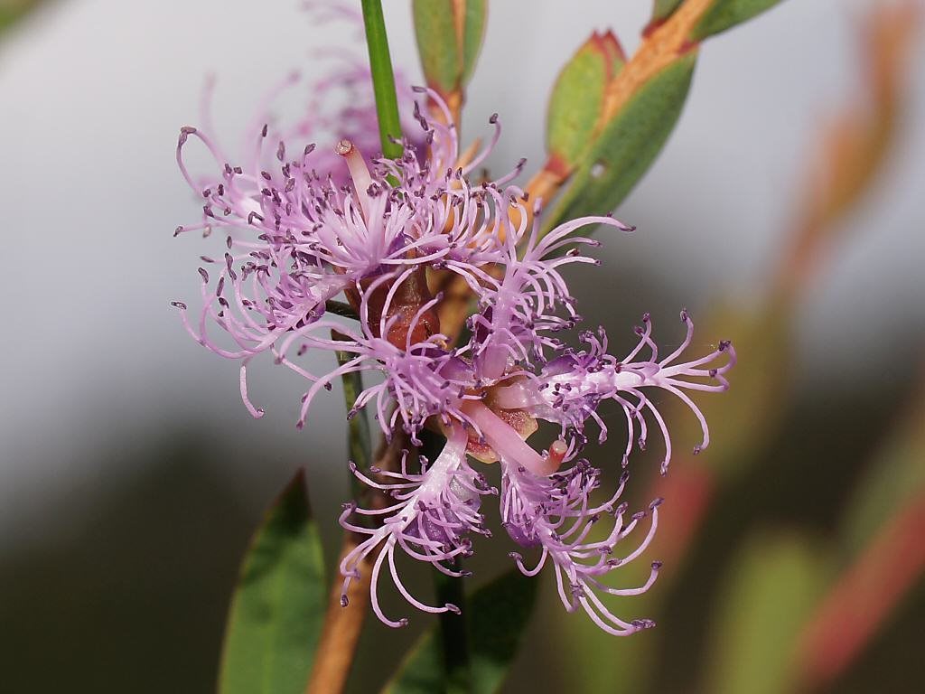 Melaleuca thymifolia