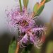 Melaleuca thymifolia - Photo (c) Reiner Richter, μερικά δικαιώματα διατηρούνται (CC BY-NC-SA), uploaded by Reiner Richter
