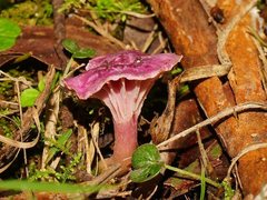 Hygrocybe cheelii