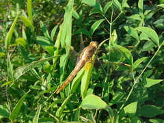 Crocothemis servilia mariannae