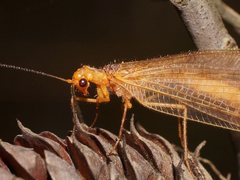 Stenolysmus extraneus