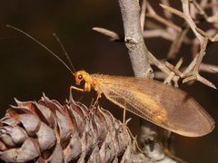 Stenolysmus extraneus