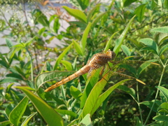 Crocothemis servilia mariannae