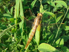 Crocothemis servilia mariannae